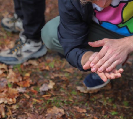 Assessing biodiversity in the forest of Pays de Fontainebleau